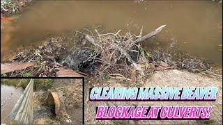 Unclogging Beaver Clogged Culverts 062025