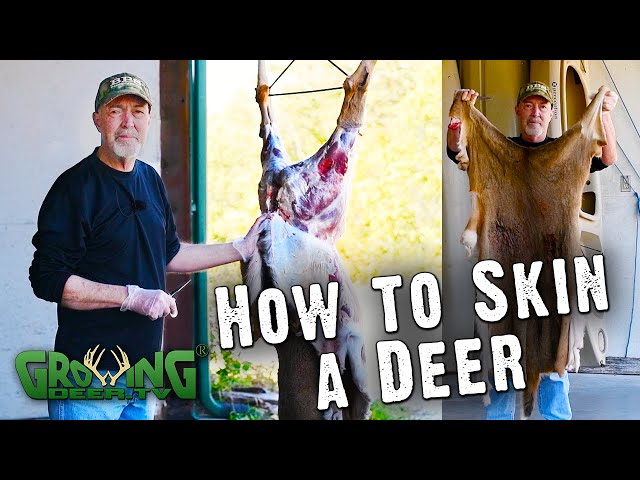 Watch How To Easily Skin A Deer (#580) on YouTube.