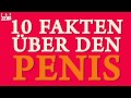 10 Fakten über den Penis
