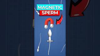 Scientists Create Spermbot To Deliver Medicine