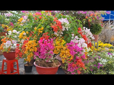 Chợ hoa Tết Ninh Kiều 2021 🌷 Xem giá Hoa giấy ngũ sắc thành phẩm đẹp