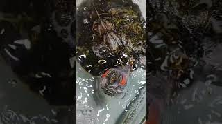 Si Pong Pagung