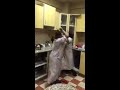 معركه ذات الملاعق