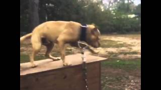 Tab Pitbull