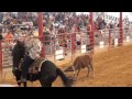 Sunshine Stampede Team Roping