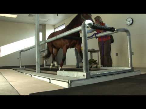 Horse Threadmill