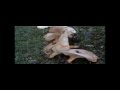 clitocybe geotropa