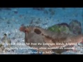weird marine animals
