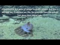 weird marine animals
