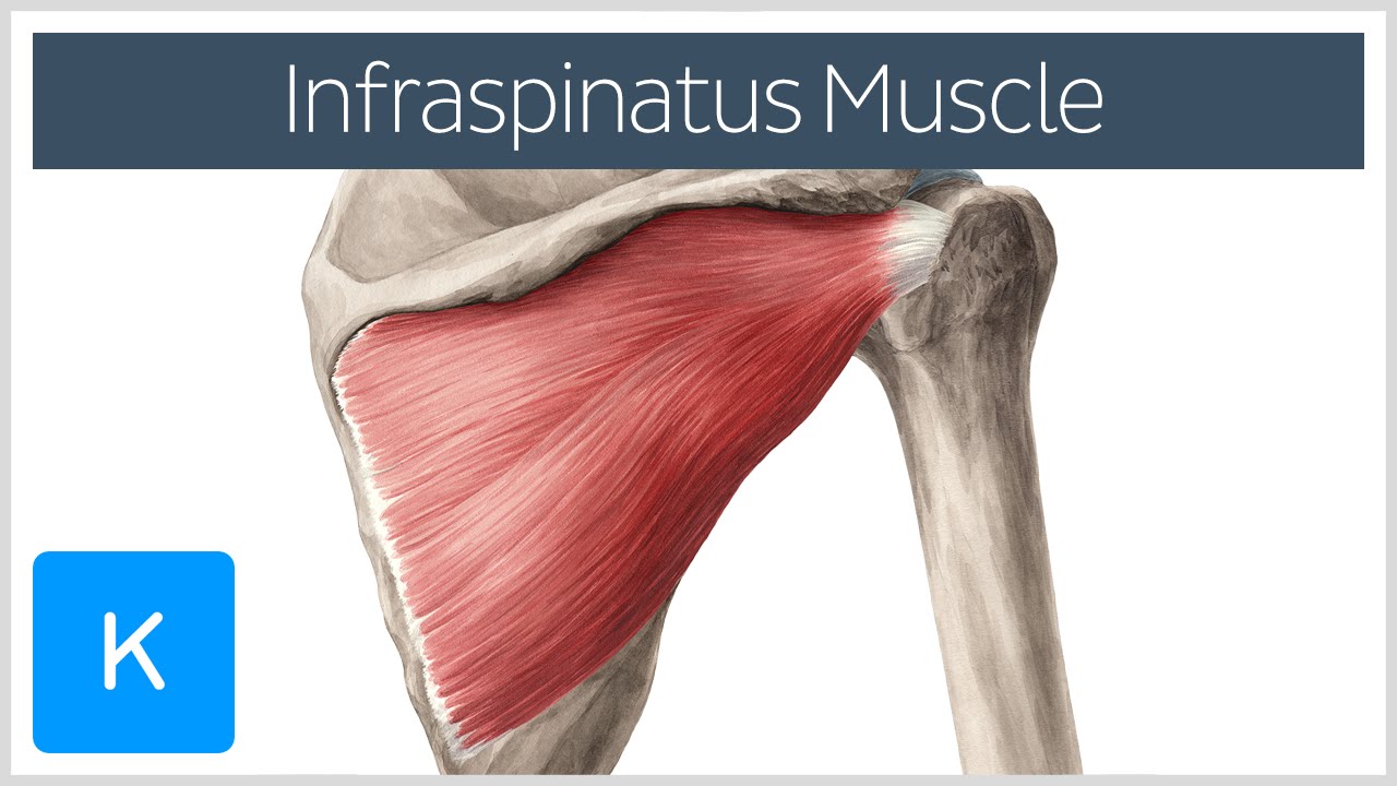 Infraspinatus Muscle - Attachments & Action/Function - Human Anatomy