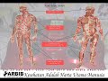 Elektrik Nerve Stimulator Alat Pijat Kaki Dan Perangsang Saraf New images Elektrik Nerve Stimulator Alat Pijat Kaki Dan Perangsang Saraf New