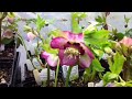 Hellebore Pink Frost