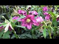 Hellebore Pink Frost
