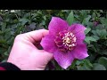 Hellebore Pink Frost
