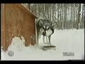 Dogsledding Newsclips at Husky Power Dog Sledding in MD! default Dogsledding Newsclips at Husky Power Dog Sledding in MD!