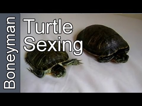 This pussy! Snapping turtle sex