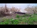 pastore 動画16b