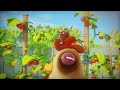 LARVA - MASSAGE | Cartoon Movie | Cartoons For Children | Larva Cartoon | LARVA Official
