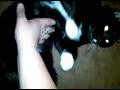 Passive Resistance Cat