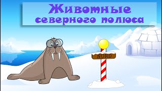 Учим Животных Северного Полюса