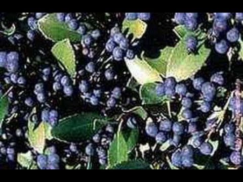 Blueberries in Containers