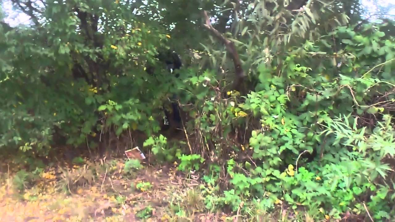 Женщина Дрочит В Лесу Видео