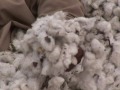 Pakistan suffers as key cotton crop hit