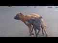 Top 10 Dog Mating - Funny Animals Compilation
