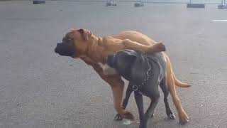 Top 10 Dog Mating - Funny Animals Compilation
