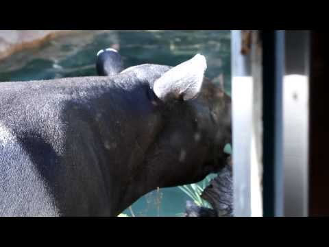 [HD]ナイトズーラシア2010：100828-04：マレーバク（Malayan Tapir）-3