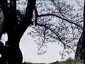 四季の詩-春の松本城