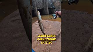 Mancing Strike Ikan Gabus Pakai Teknik Casting 521
