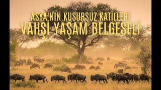 Asya'nın Kusursuz Katilleri - Türkçe Dublaj Belgesel HD