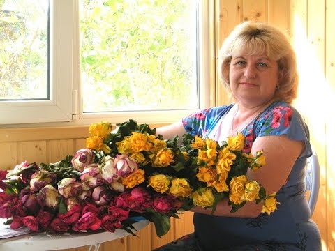 Как удобрять гортензию для цветения Как удобрять гортензию для цветения