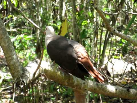 Pink Pigeon - Pigeon rose - Nesoenas mayeri - Columba mayeri