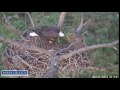 Berry Eagles,Woohoo Parent On Nest Fly's Up On Branch(dad I think),8/27/14