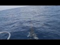 Spinner Dolphins 40 Miles from Belize