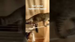 Кот Хотел Принести Трусы #Рек