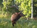 Elk Bugling at LBL