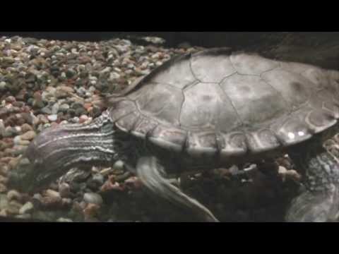 Header of Alabama Map Turtle