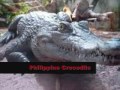 Critically Endangered Species Part 3