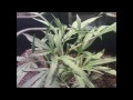 Uk Indoor Homegrown Blue Cheese And Cheese   4 Different Strains 2 Blue Cheese 2 Cheese