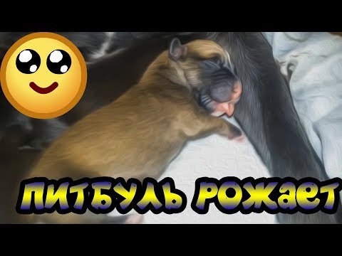 Беременность кошки и роды » Kuguarlend Беременность и роды, беременность от зачатия до родов