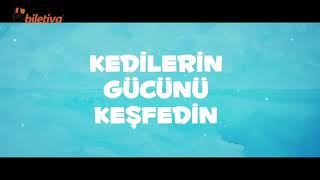 Kediler Cats And Peachtopia