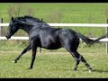 cavalos