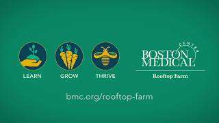 BMC Bees on the Rooftop Farm