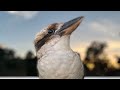 ❤️ Kookaburra Jumps on My Hand! Extreme Closeup 👀