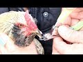 CHICKENS ~ HOW AND WHY TO TRIM A BEAK!