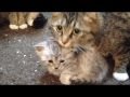 赤ちゃんを守る母猫 Mother cat guarding the baby cat