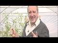 polytunnels